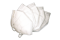 KN95 (FFP2) Face Masks